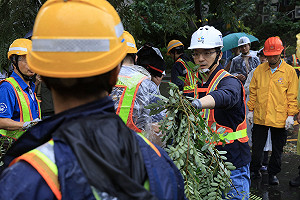 PO蔣萬安清路樹照 王鴻薇嘆：網路造謠已造成市民危害
