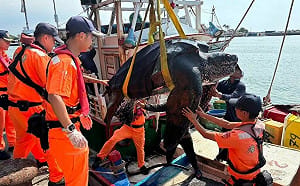 意外的稀客！高雄外海漁船誤捕218公分巨型革龜 跨單位出動吊臂海放