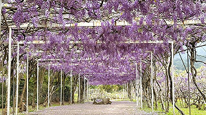 (影)淡水紫藤花園宣布停業！創辦人嘆「8年狂遭檢舉開罰」：被當通緝犯對待