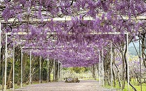 (影)淡水紫藤花園宣布停業！創辦人嘆「8年狂遭檢舉開罰」：被當通緝犯對待
