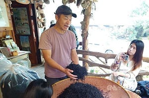 發展地方特色產業  嘉義瑞峰種植台灣原生山茶