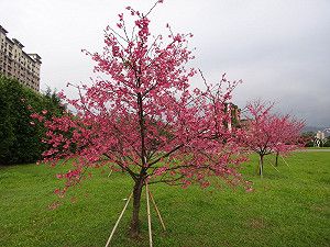 想看最美櫻花  就要這樣種
