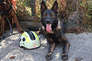 幫它找個家 消防局 : 退役搜救犬RUBY待寄養