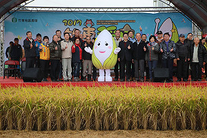 體驗大型稻田迷宮  五千遊客瘋烘窯