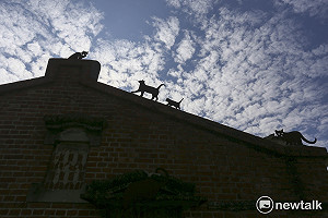 大魯行腳》喜樹是樹也不是樹