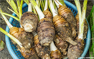 正值產季！來去苗栗吃香芋 讓你芋罷不能　