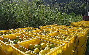 椪柑大產便宜又好吃！快去台中吃一波