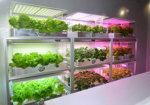 大樓也可以種菜？桃園智慧生產立體農場日產1萬2000噸蔬菜