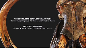 幾近完整長毛象骨架  逾50萬歐元落槌