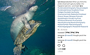 海龜慘遭釣魚線纏身  海豹熊抱20分鐘解危