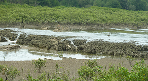 第3天然氣接收站  搶救藻礁聯盟：請中油發揮洪荒之力異地建站