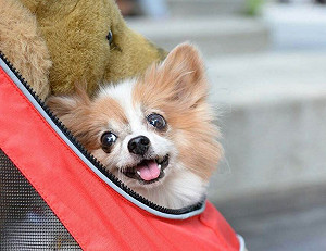 毛小孩好走  台中辦寵物殯葬自治條例