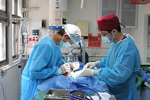 新北市捕蜂捉蛇業務  移撥動物救援中心