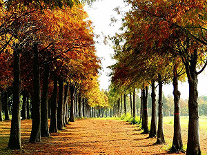 平常看不到！超美落羽松秘境在台中