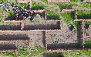 環保玩稻草 嘉縣大型稻草迷宮啟用