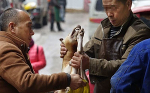 中國大陸逾20省市 毒狗肉恐流入市面