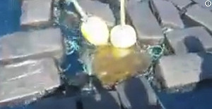 扯！緝毒任務驚見海龜身上纏15億古柯鹼  (影)