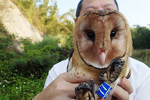 生態保育新視野 衛星發報器追蹤東方草鴞 (影)