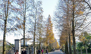 桃園「落羽松大道」絕美景色讓人流連忘返！