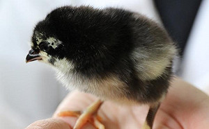 金門除了高梁還有土雞！興大推動土雞保種返鄉計畫