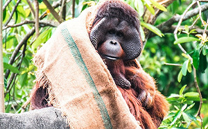 FUN春節》動物禦寒術！披肩、地墊、擠一堆就是要暖