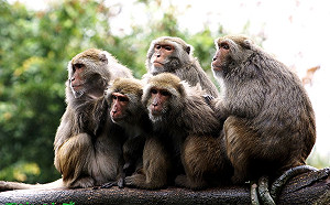 山羌、獼猴等8動物從保育類除名 任意獵捕仍將受罰