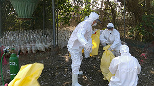 屏東肉鴨場確診H5N2亞型高病原性禽流感 撲殺5,510隻肉鴨