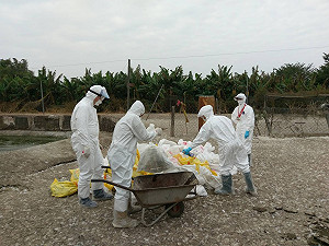 嘉義發現鴨禽流感 家畜局撲殺千餘隻 (影)