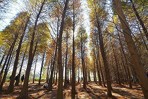 冬日這樣玩!落羽松森林祕境 霄裡浣衣池
