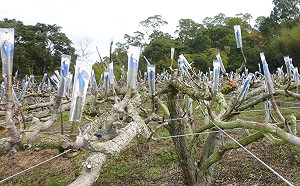 入冬最強寒流將來襲！農漁牧也要好好保暖