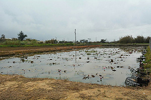 種蓮花也能防水患！ 桃園自主防災社區發展都市韌性