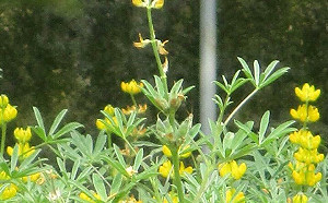 三月繽紛桃園要你好看好拍！五色彩芋 黃藍白魯冰花接力賽