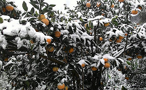 救菜避冬！冷氣團下週報到 農糧署：快啟動防寒措施