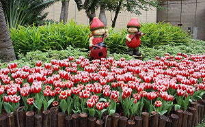 迷你鬱金香海只開14天！快去北市府拍期間限定打卡點