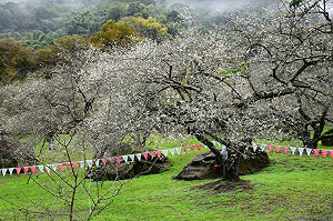 梅花季登場！南投縣信義鄉賞梅好去處