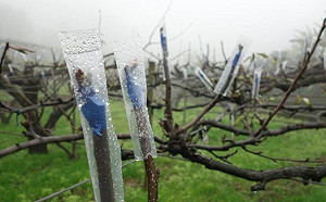 強烈大陸冷氣團南下  農委會籲嚴防寒害