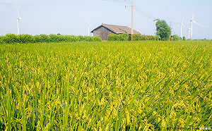 繳交公糧雙軌新制上路 補貼金助農友增收益