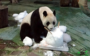 團團圓圓愈冷愈開心！大口吃冰享受低溫