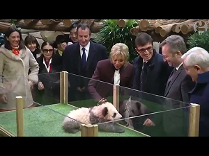 馬克宏送習近平法國馬  還說太太是小熊貓「圓夢」的乾媽