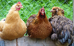 強化禽流感預警監測  農委會：雞鴨場全列管