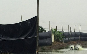 高屏氣溫驟降  農作養殖防寒害