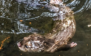 可愛指數破表！小爪水獺家族週六華麗登場