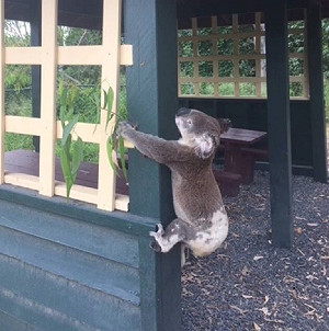 太過分！澳洲無尾熊遭釘柱慘死 引發眾怒
