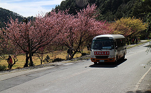 武陵農場櫻花綻放 春節交管減至10天
