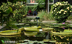 戶外博物館看史前文化！台北植物園有35株列管老樹