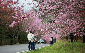 期間限定浪漫花海！武陵農場春節賞櫻最夯