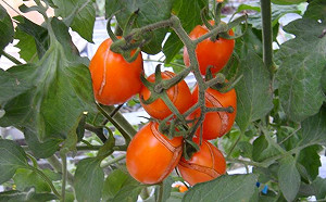 高雄寒害農損近2千萬  番茄佔9成最慘