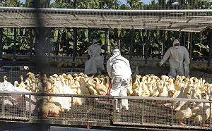 屏縣爆H5亞型禽流感  防疫所撲殺肉鴨近4萬