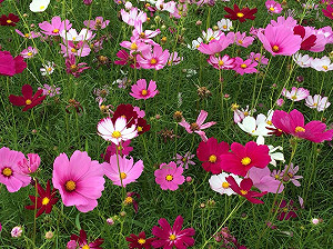 花都開好了！台中市各式花田迎花博