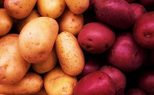 冬天就是要吃馬鈴薯！來去后里小旅行GO